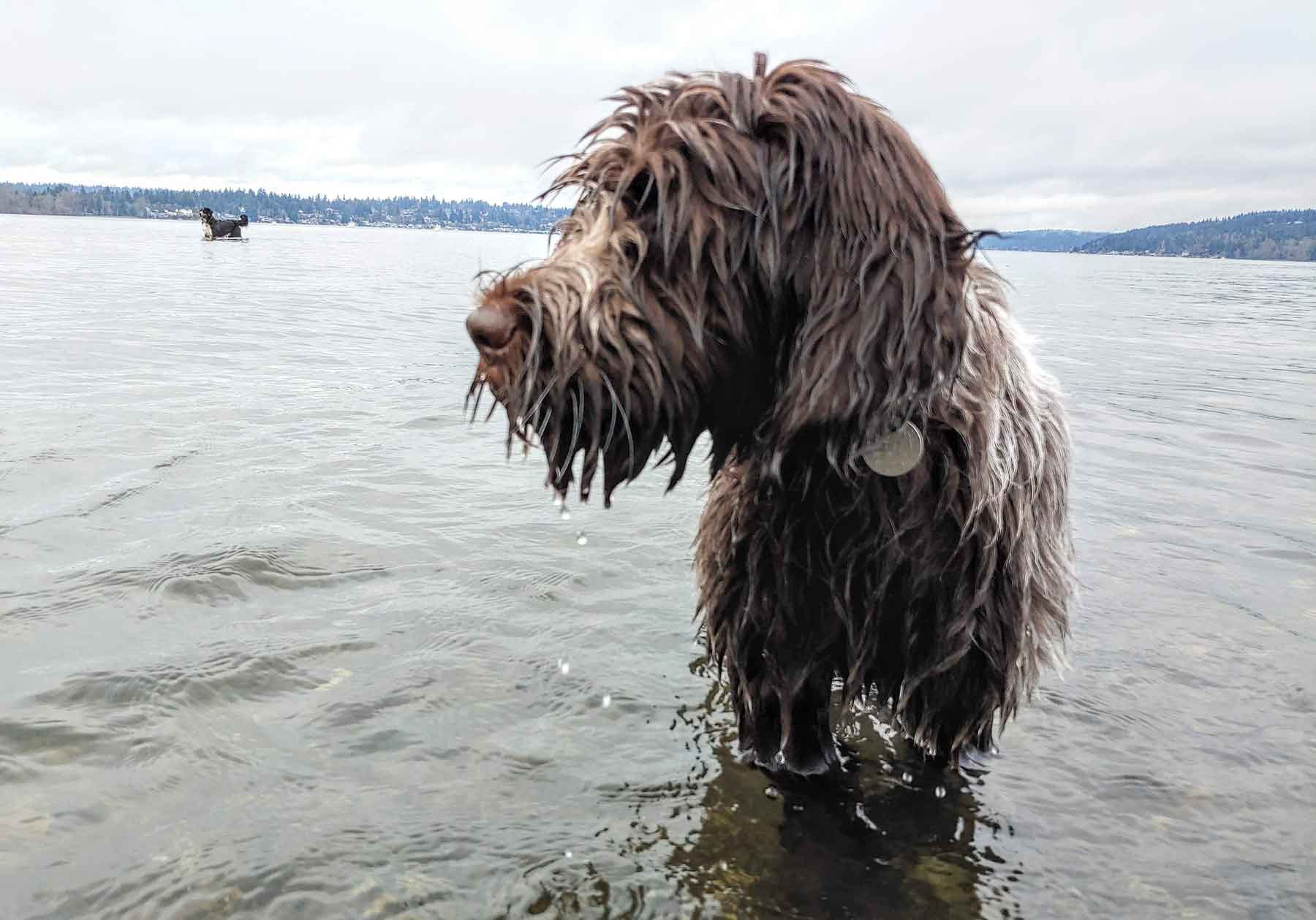 Patsy, a Wirehaired Pointing Griffon, standing in a lake